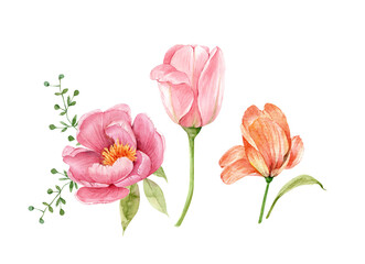 watercolor set of delicate  of flowers on a white background, illustration hand painted close up	
