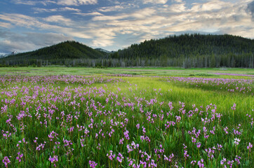 USA, Idaho. Shooting star wildflowers blooming in Elk Meadows, Salmon-Challis National Forest.