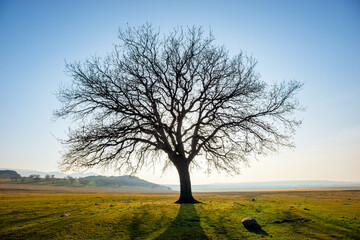 Lonely and old oak on meadow at sunset in winter season
