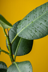 Dark green leafs  of a Ficus house plant with water drops in front of a yellow background.