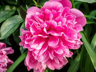 Pink peony flower on the background of leaves