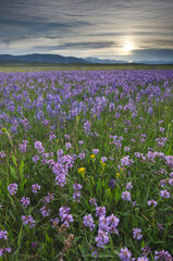 Naklejka na ściany i meble USA, Idaho. Meadows of common camas, Stanley Basin Sawtooth Mountains.