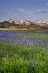Fototapeta premium USA, Idaho. Meadows of common camas, Stanley Basin Sawtooth Mountains.
