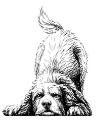 Playing dog. Wall sticker. Graphic, black-and-white, sketch portrait of a Bernese mountain dog puppy on a white background. Digital drawing. vector graphics