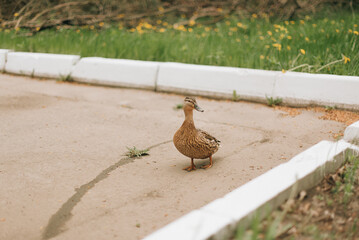 goose in the city, the goose walks on the asphalt, Wildlife in the city