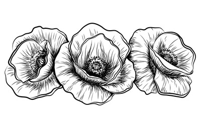 Poppy flowers. Graphic, black-and-white, vector drawing of a poppy in sketch style on a white background. Digital Vector graphics