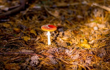 Muchomor czerwony