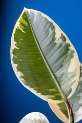 Big leafs of a variegated Ficus (Elastica) house plant in front of a solid blue background
