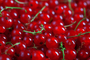 texture of many fresh red currant berries, plain background
