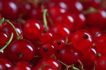 macro photo of fresh red currant berries, blurred background