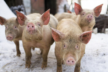 Domestic pig, farm animal posing in winter scene. 
