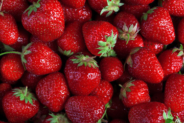 photo texture of many fresh big ripe strawberries background