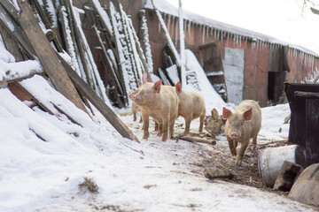 Domestic pig, farm animal posing in winter scene. 