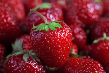 big strawberry macro photo against many blurred strawberries background