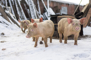 Domestic pig, farm animal posing in winter scene. 