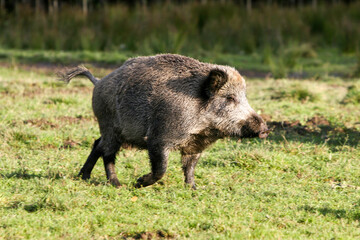 wild boar in the field