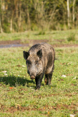 wild boar in the field