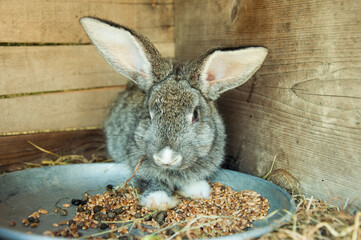 easter bunny © Volodymyr