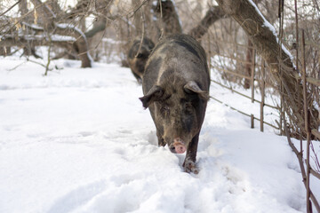 Domestic pig, farm animal posing in winter scene.  © IGOR