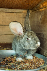 rabbit eating © Volodymyr