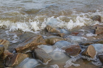 kornerot transparent jellyfish washed up on the beach in the Sea of Azov