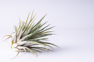 Green Air Plant (Tillandsia) on clean white background.