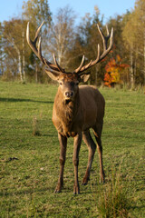 Fototapeta premium Red deer display their grown horns 