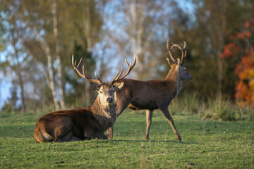 Red deer display their grown horns 