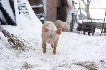 Domestic pig, farm animal posing in winter scene.  © IGOR