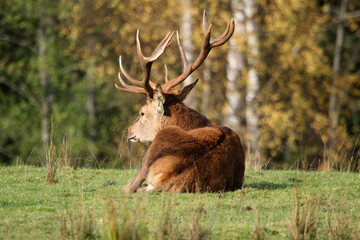 Red deer display their grown horns 