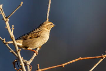 A female house finch ( Haemorhous mexicanus ) is perching on a leafless bush during winter. This bird, native to north America has red vibrant males and rather plain colored females.