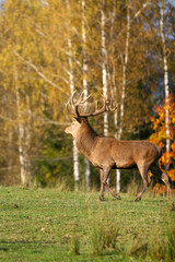 Red deer display their grown horns 