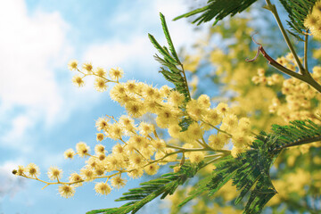 Blooming Mimosa branch and blue sky, Acacia dealbata, Silver acacia. Branch of mimosa tree with spring yellow flowers. Mother's Day, 8 March, Easter. Garden, gardening