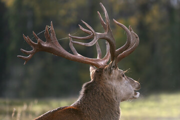 Red deer display their grown horns 