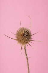 A decorative dried thistle blossom in front of pink background.