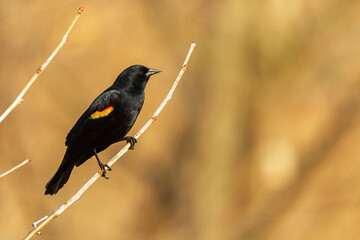 A male red winged blackbird (Agelaius phoeniceus) a tiny passerine bird characterized by black feathers and red marks on the wings, is perching on a branch at a wetland in Maryland