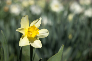 Yellow daffodil blooming in the garden, background. Spring flowers