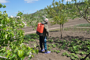 Spraying trees in the garden to protect against pests and diseases