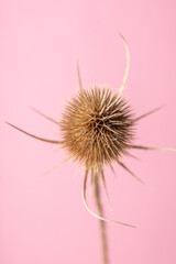 A decorative dried thistle blossom in front of pink background.
