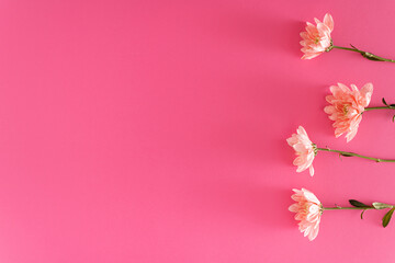 Minimal layout made of pastel pink flowers on light pink backgroung. Monochromatic top view.