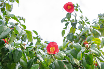 Red Camellia Japonica flowers, blooming bush with green leaf with copy space. Japanese Camellia in...