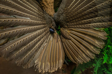 Male pheasant Argusianus argus spreads its wings during courtship. Mating behavior of animals. Beautiful feather pattern