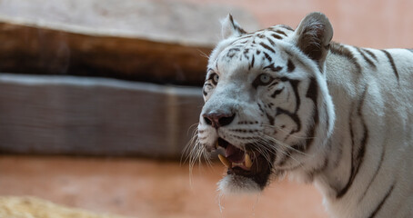 Animal: White Tiger walking at the zoo