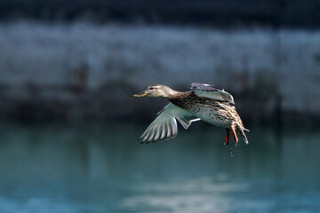 Malllard ducks at harbour on beautiful winter day
