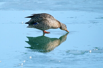 Malllard ducks at harbour on beautiful winter day
