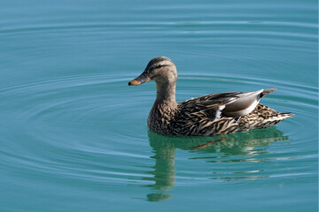 Malllard ducks at harbour on beautiful winter day