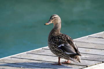 Malllard ducks at harbour on beautiful winter day