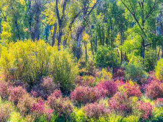 USA, Idaho, Swan Valley along the snake river dogwood and cottonwoods in fall colors - obrazy, fototapety, plakaty