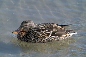 Malllard ducks at harbour on beautiful winter day