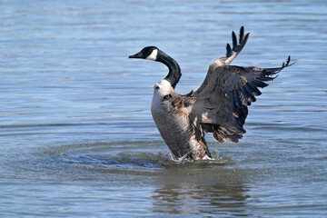 Canada Geese in harbour in winter on beautiful sunny day